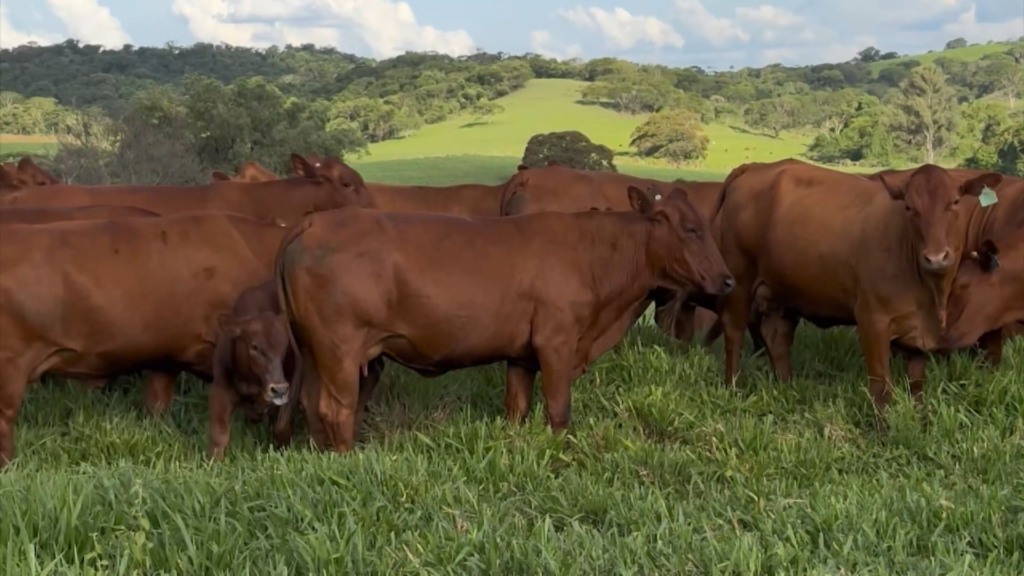 Cruzamento bonsmara x nelore resulta em animais precoces e com carne de excelente maciez, valorizados em programas de bonificação da indústria. Foto: Reprodução.