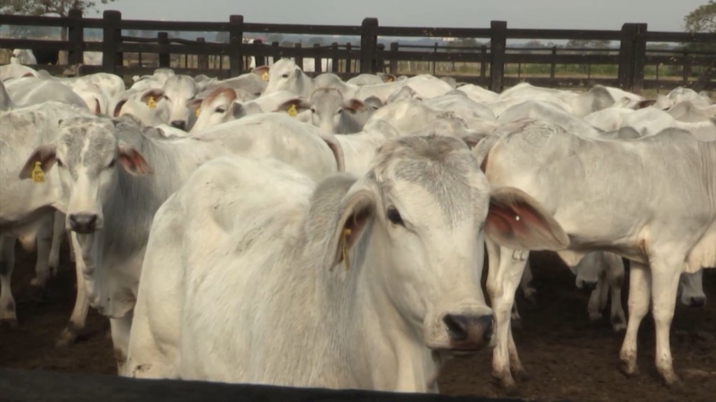 Sistema de rastreabilidade cruza informações ambientais e sanitárias para garantir a legalidade na cadeia da carne bovina (Foto: Reprodução). Sistema de rastreabilidade cruza informações ambientais e sanitárias para garantir a legalidade na cadeia da carne bovina (Foto: Reprodução).