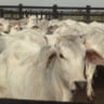 Sistema de rastreabilidade cruza informações ambientais e sanitárias para garantir a legalidade na cadeia da carne bovina (Foto: Reprodução).