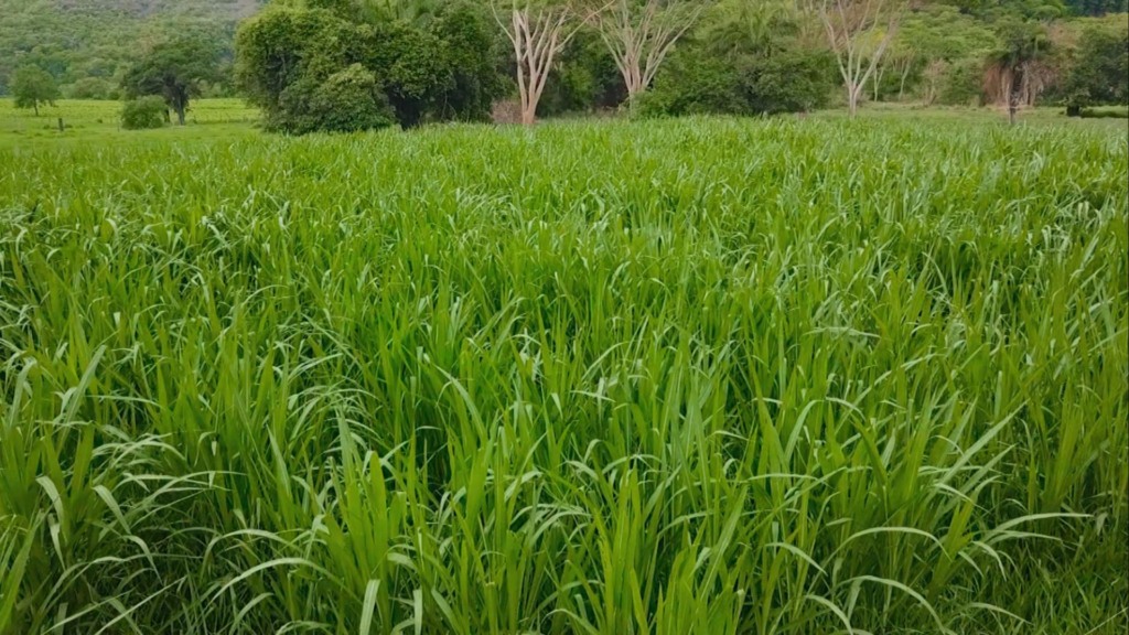 O uso correto do Capiaçu depende de ração proteica e água de qualidade no manejo diário. Foto: Reprodução.