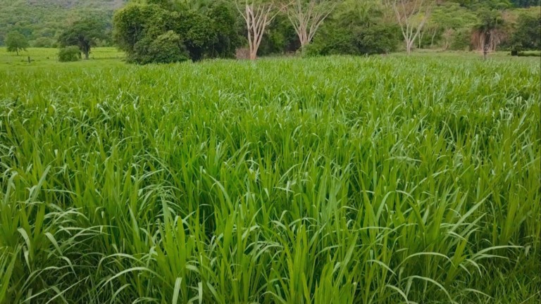 O uso correto do Capiaçu depende de ração proteica e água de qualidade no manejo diário. Foto: Reprodução.