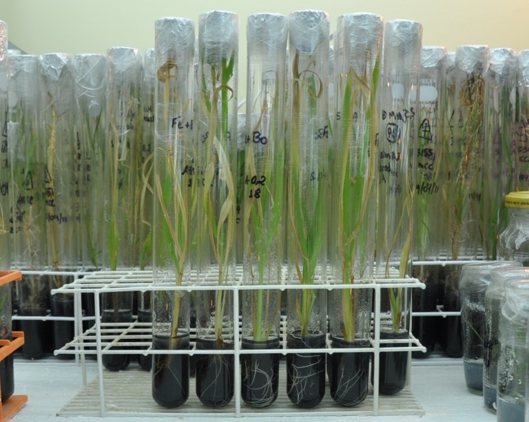 capim-elefante in vitro
