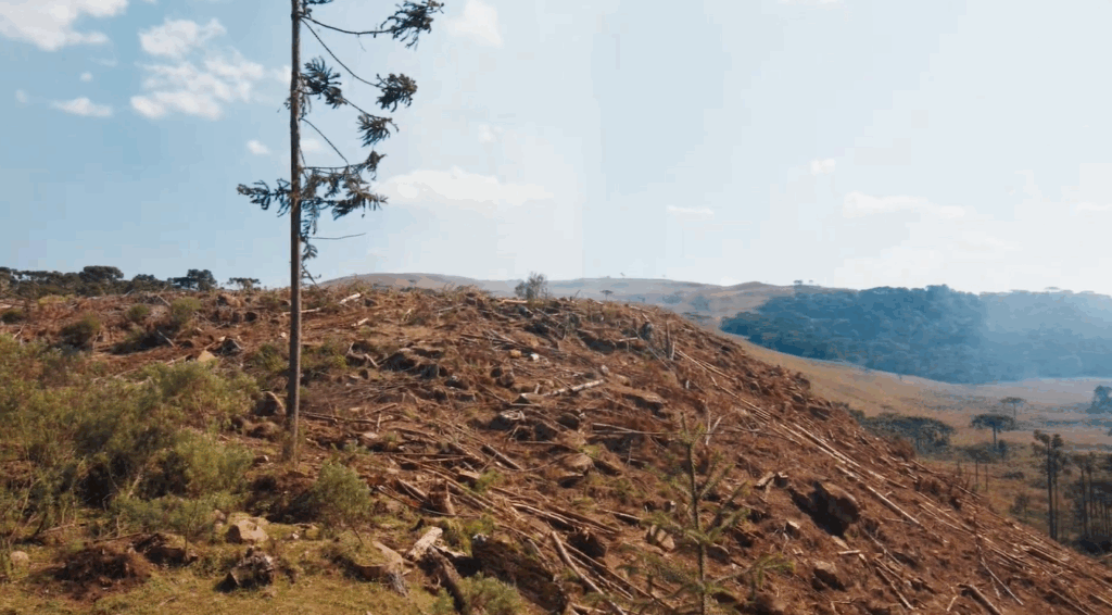 áreas degradadas áreas degradadas