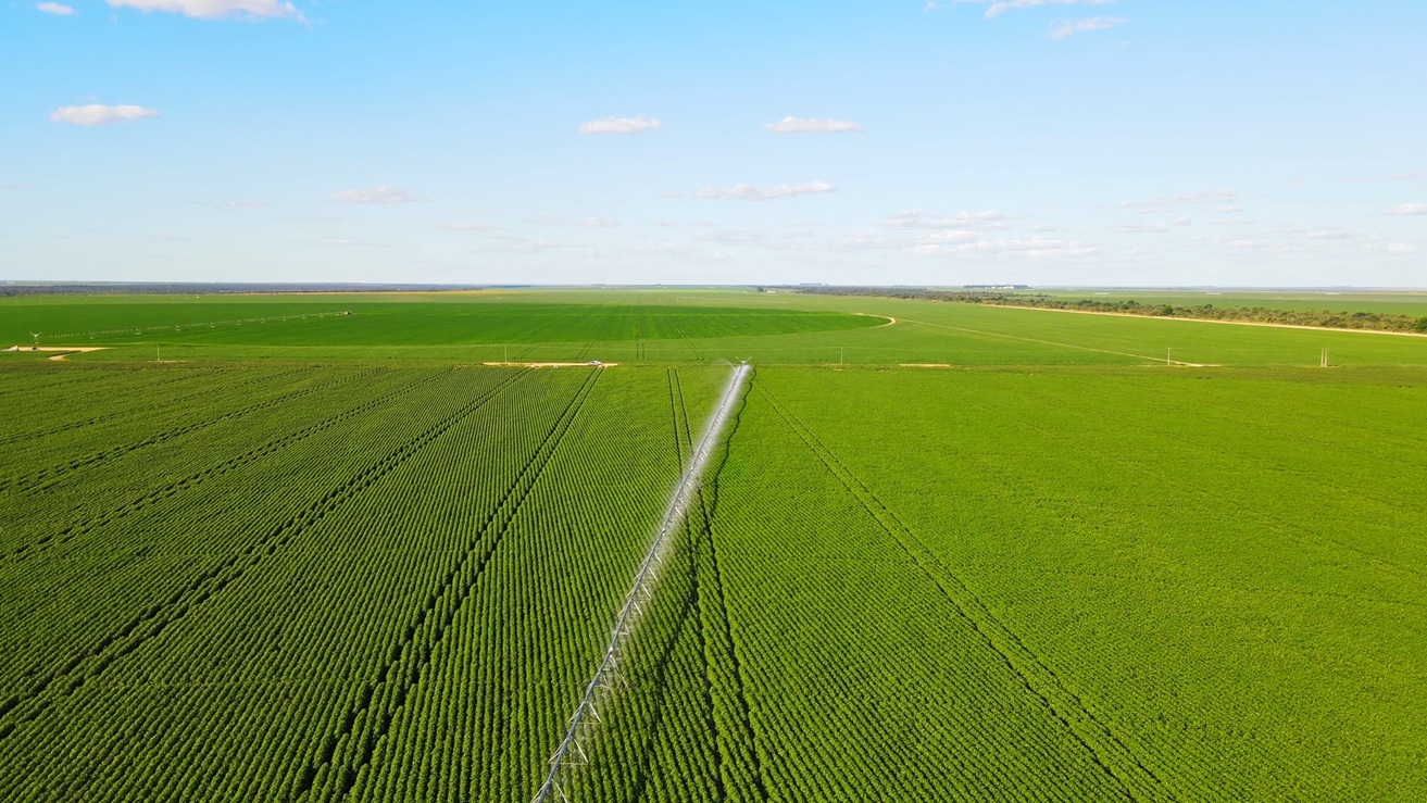 plantio antecipado de soja cresce no oeste da bahia, aponta aiba