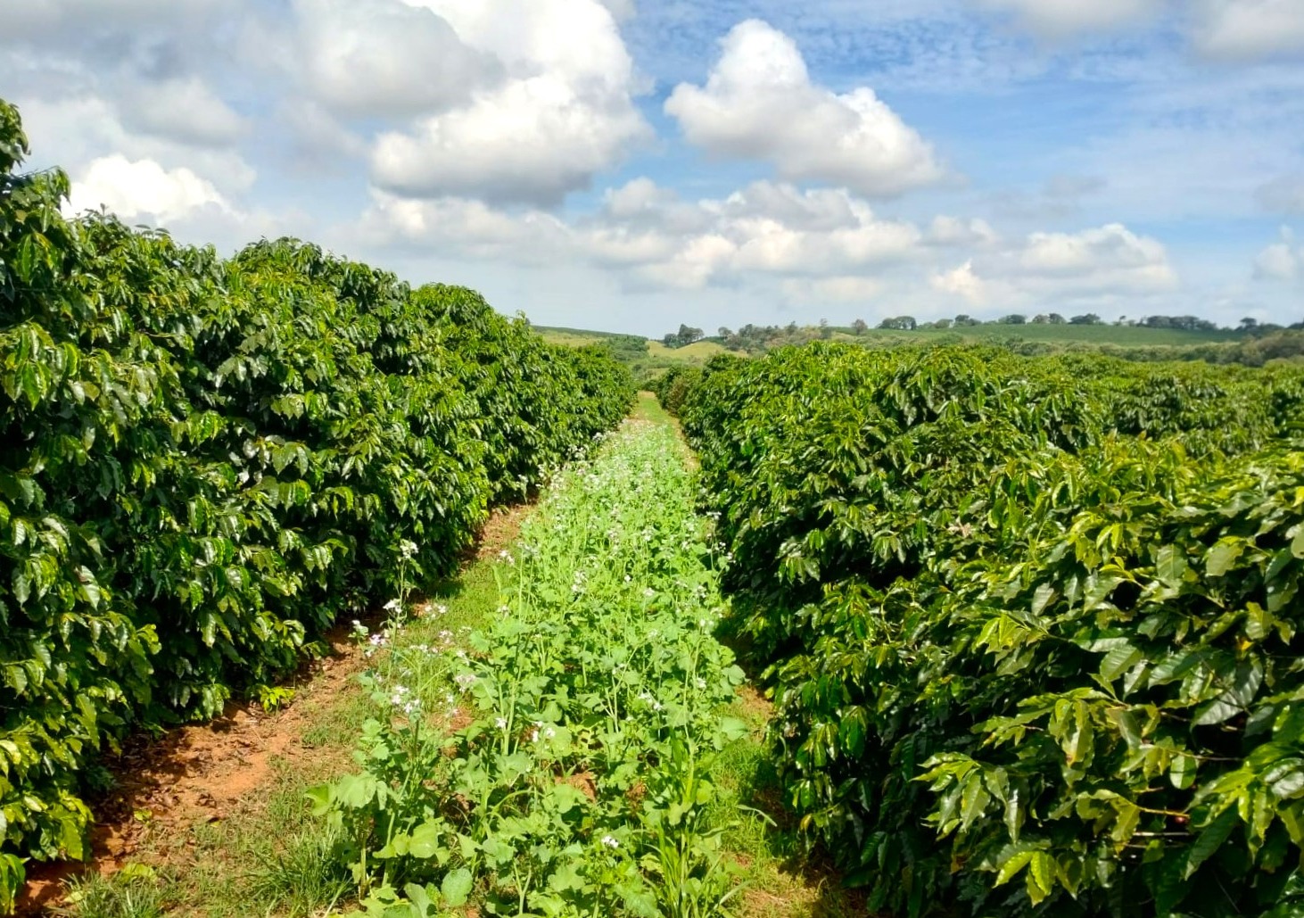 Cecafé e Emater-MG firmam parceria para estimular cafeicultura