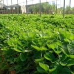 Morango brasileiro da Embrapa dobra produção e reduz dependência de mudas importadas