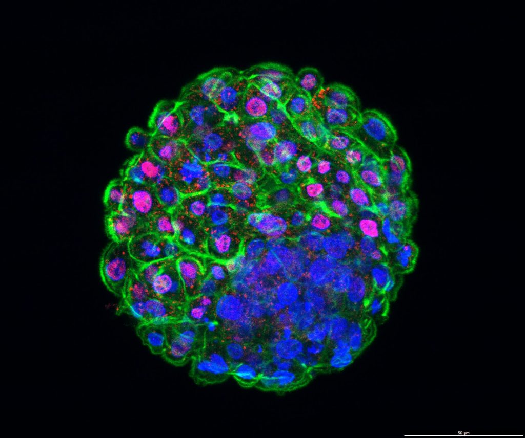 Criacao de Laboratorio para producao de embrioes in vitro do IZ