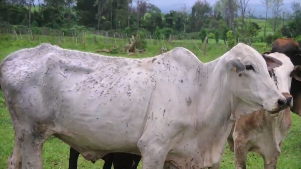 Manchas e crostas na pele dos bezerros podem indicar dermatofilose ou papilomatose e precisam de diagnóstico veterinário rápido (Foto: Reprodução).