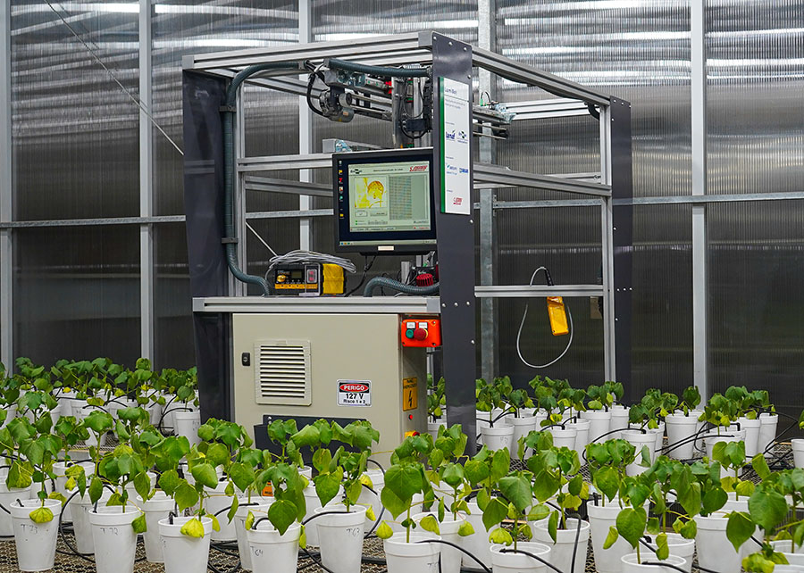 Robô usa luz e IA para diagnóstico precoce de doenças em soja e algodão