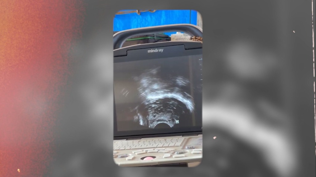 Pesquisa da Embrapa e UnB mostra como o ajuste nutricional antecipa a puberdade em novilhas. Foto: Divulgação. Pesquisa da Embrapa e UnB mostra como o ajuste nutricional antecipa a puberdade em novilhas. Foto: Divulgação.