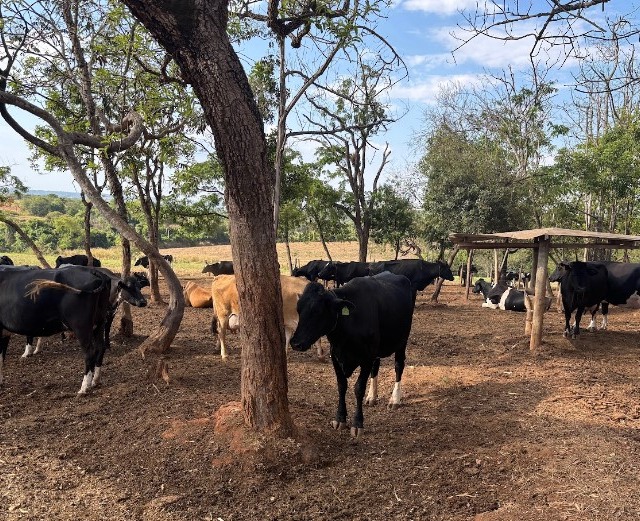 Fazenda Primavera - vacas leite