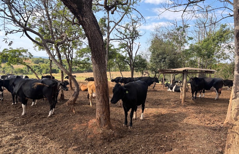 Fazenda Primavera - vacas leite