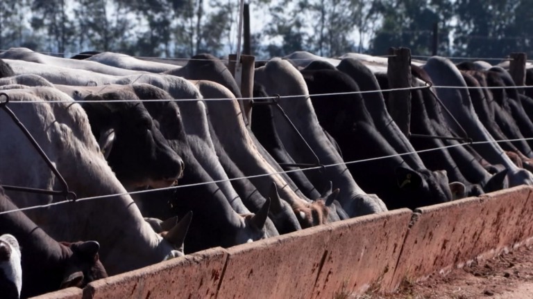 O zootecnista Eduardo Pedroso destaca que o uso de genética superior e manejo intensivo é o que garante rentabilidade, produtividade e o futuro da pecuária brasileira (Foto: Reprodução).
