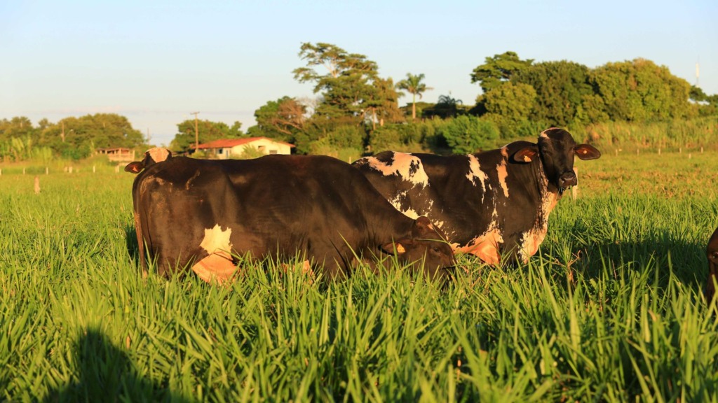 Produtores aumentam uso de sêmen de girolando em 12% no Brasil. Foto: Divulgação.