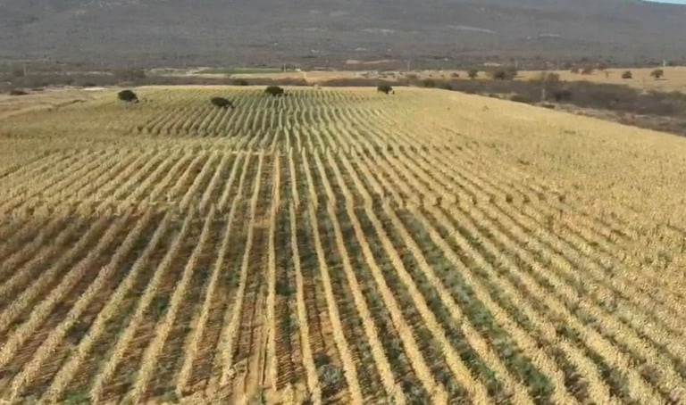 polícia civil desarticula fazenda com plantação de maconha de 4 hectares na Bahia, entorpecente