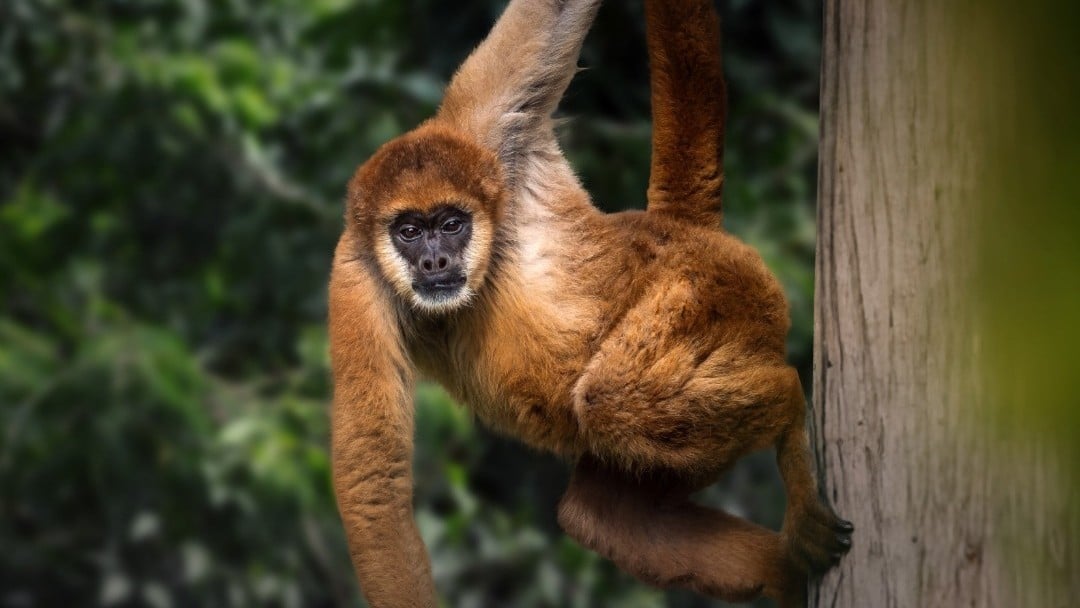 Maior macaco das Américas pode perder 61% do hábitat até 2090