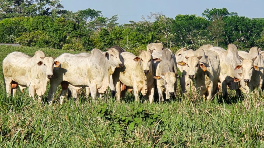 Estação de monta invertida: a chave para o "bezerro do cedo" e o lucro na seca. Foto; Divulgação.