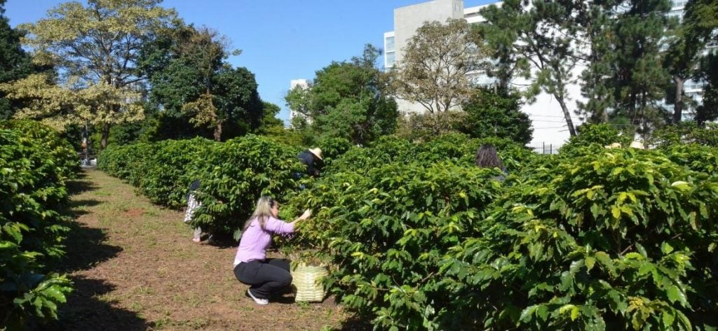 Maior cafezal urbano do mundo perfuma o ar de capital brasileira