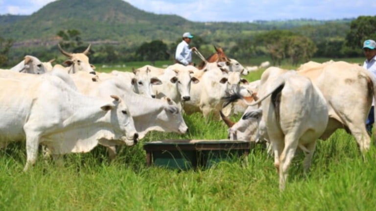 Manejo correto do pasto após o retorno das chuvas evita degradação e assegura forragem para a próxima seca. Foto: Divulgação.