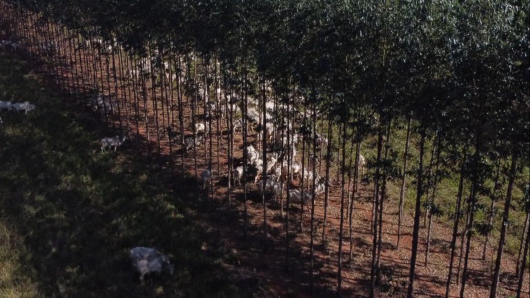 Mato Grosso do Sul se destaca como polo florestal do Brasil; entenda