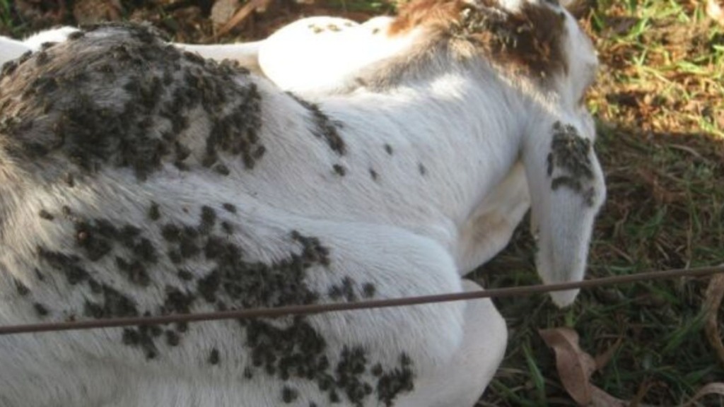 Mosca-dos-estábulos: Embrapa indica manejo conjunto para controle. Foto: Divulgação/Acrissul. Mosca-dos-estábulos: Embrapa indica manejo conjunto para controle. Foto: Divulgação/Acrissul.