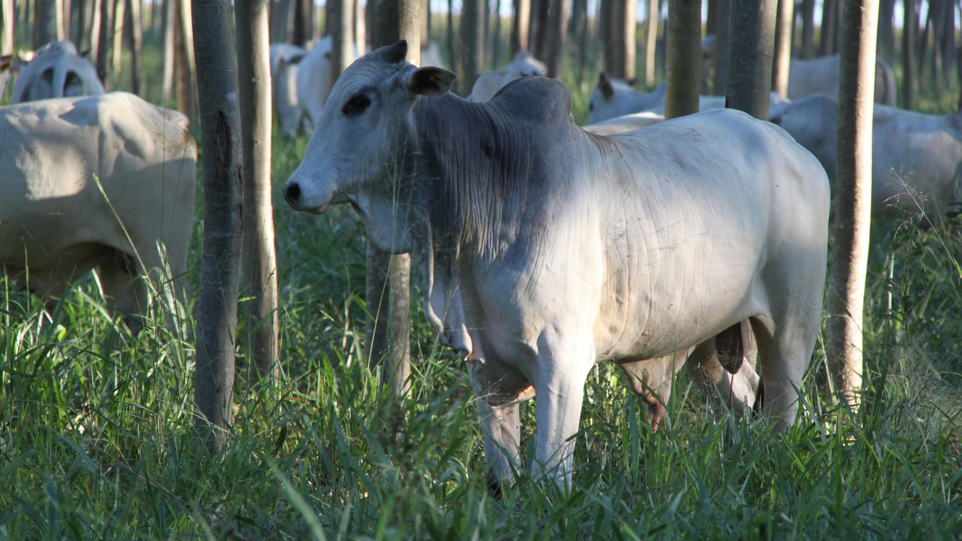 Boi gordo: demanda interna e exportações impulsionam mercado no fim do ano
