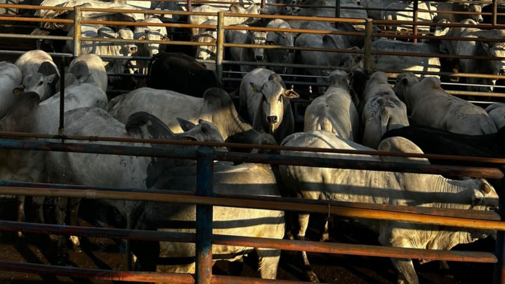 Etapa de Ituiutaba (MG) reuniu mais de 2,2 mil carcaças e mostrou o alto nível dos rebanhos Nelore da região. Foto: Divulgação.