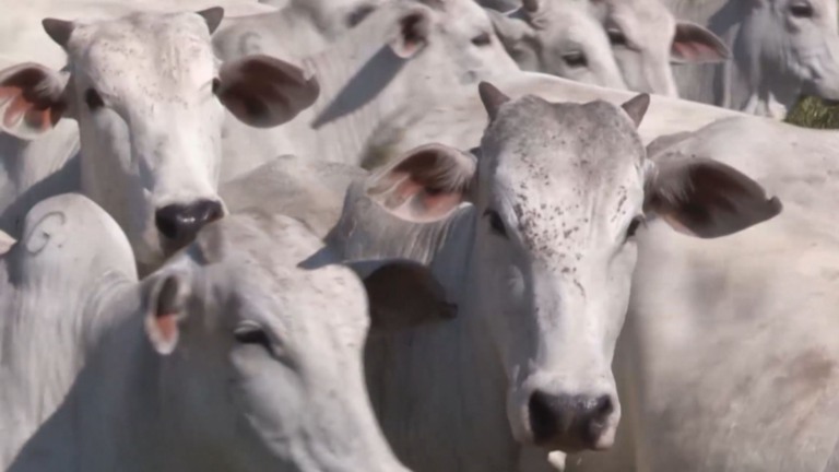 Aplicação do protocolo de sincronização de cio com Sincrogest garante preparo ideal das vacas para nova inseminação. Foto: Divulgação.