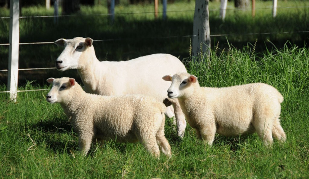 Melhoramento genético da Embrapa cria a “ovelha do futuro” Melhoramento genético da Embrapa cria a “ovelha do futuro”