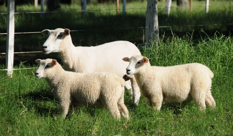Melhoramento genético da Embrapa cria a “ovelha do futuro”