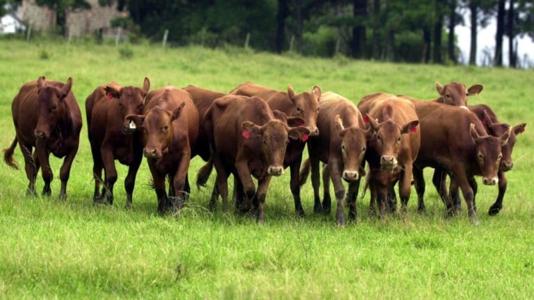 Exportações de carne bovina atingem o maior volume mensal desde 1997, impulsionadas pela forte demanda da China e de Hong Kong. Foto: Antonio Pacheco/Embrapa
