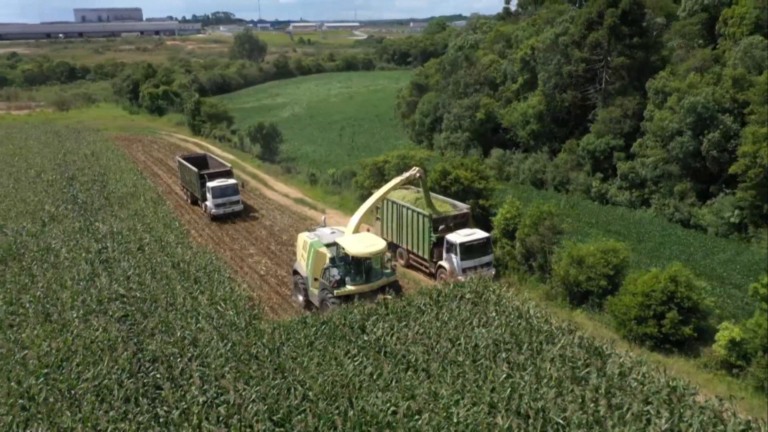 Após quantos dias a silagem está pronta para o gado? Especialista explica (Foto: Reprodução).