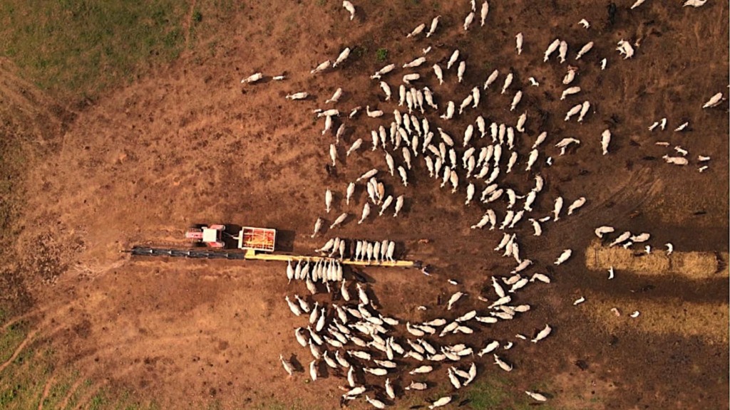 O zootecnista Iorrano Cidrini destaca que a boa mistura do suplemento garante a eficiência da dieta e o aproveitamento da fibra do pasto na seca (Foto: Reprodução). O zootecnista Iorrano Cidrini destaca que a boa mistura do suplemento garante a eficiência da dieta e o aproveitamento da fibra do pasto na seca (Foto: Reprodução).