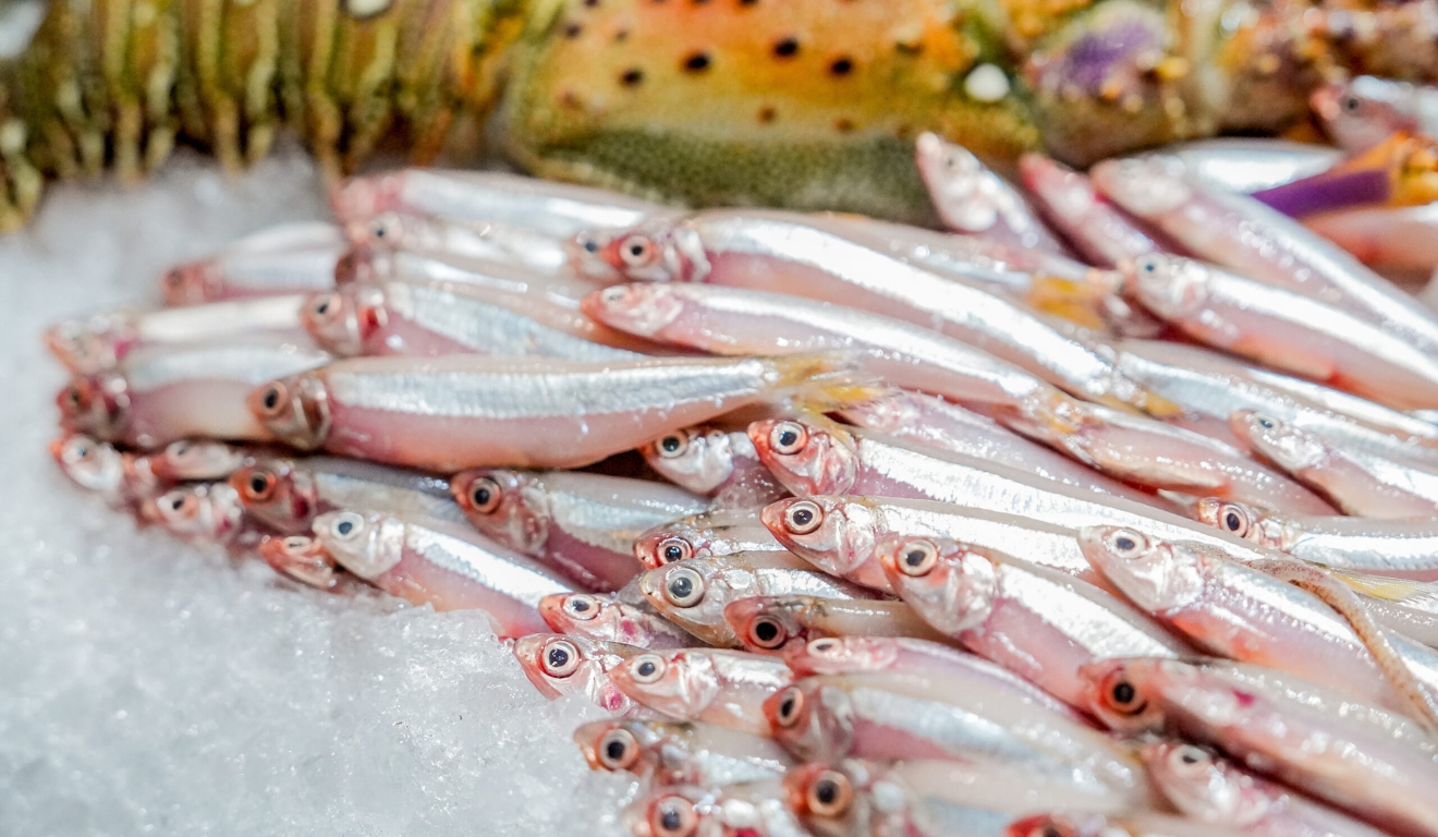 Pescados no Seafood Show 2025