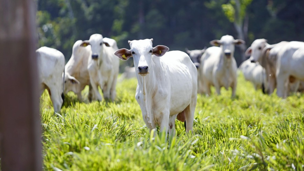 Nova regra do Ibama exige regularidade ambiental total da propriedade; entenda. Foto: Pixabay.