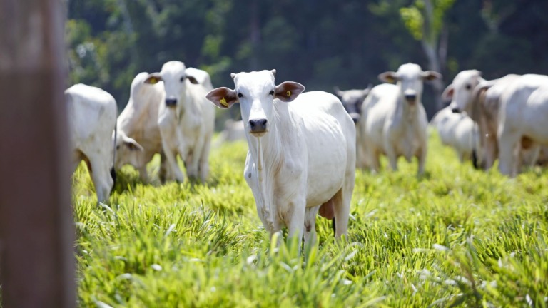 Nova regra do Ibama exige regularidade ambiental total da propriedade; entenda. Foto: Pixabay.