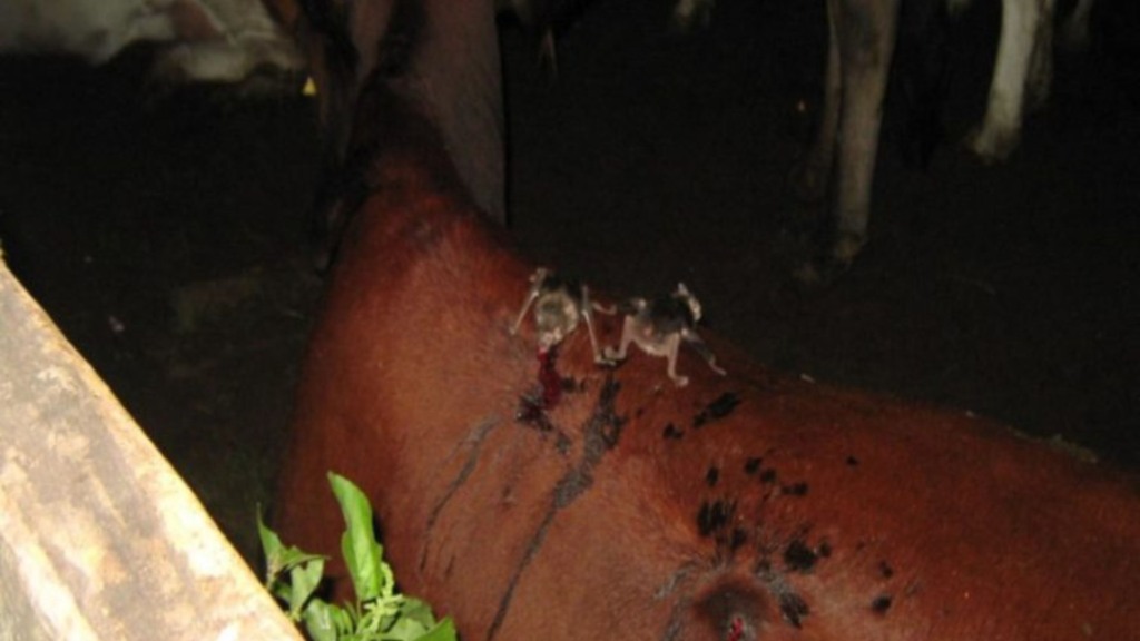 Rondônia confirma foco de raiva bovina e exige vacinação emergencial. Foto: Divulgação/Idaron. Rondônia confirma foco de raiva bovina e exige vacinação emergencial. Foto: Divulgação/Idaron.