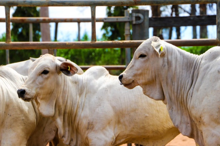 Sanidade Animal Brucelose