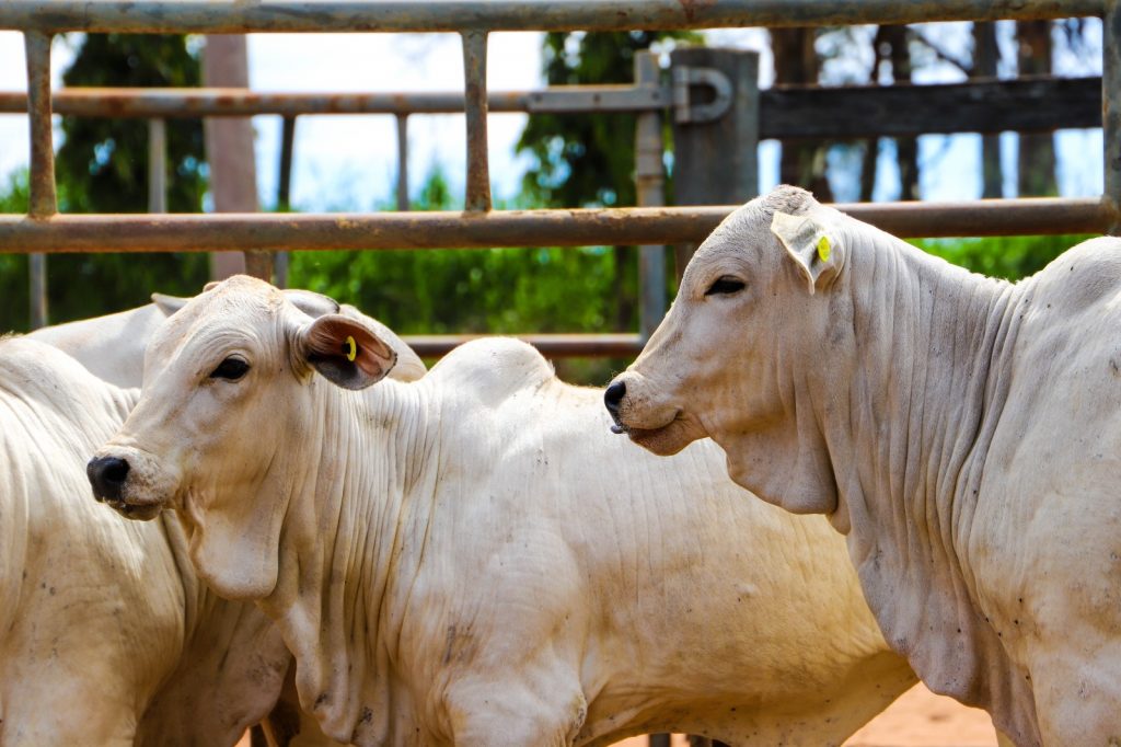 Sanidade Animal Brucelose Sanidade Animal Brucelose