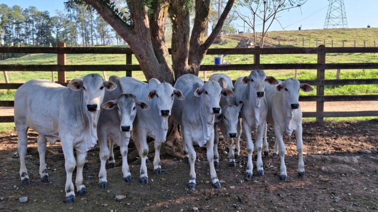 Consultores do Sebrae e pecuaristas do Vale do Paraíba unem forças em projeto que calcula e reduz as emissões de carbono na produção de carne (Foto: Divulgação).