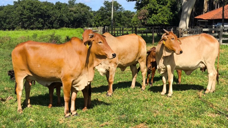 Pesquisadora da Embrapa Gado de Corte apresenta o Calendário Reprodutivo, ferramenta que orienta o pecuarista no planejamento da estação de monta. Foto: Reprodução.