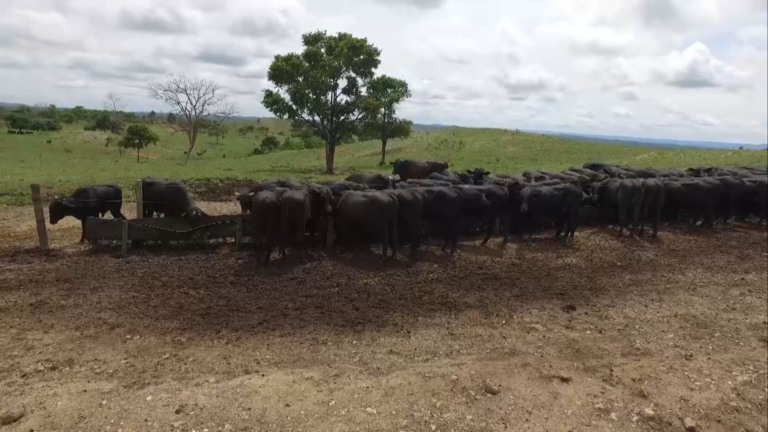 Na seca, a suplementação com proteinado ajuda o gado a aproveitar melhor o pasto e manter o desempenho do rebanho (Foto: Reprodução).