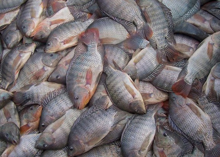 Tilápia a partir de R$ 14,99/kg é destaque em festival de mercado de peixes