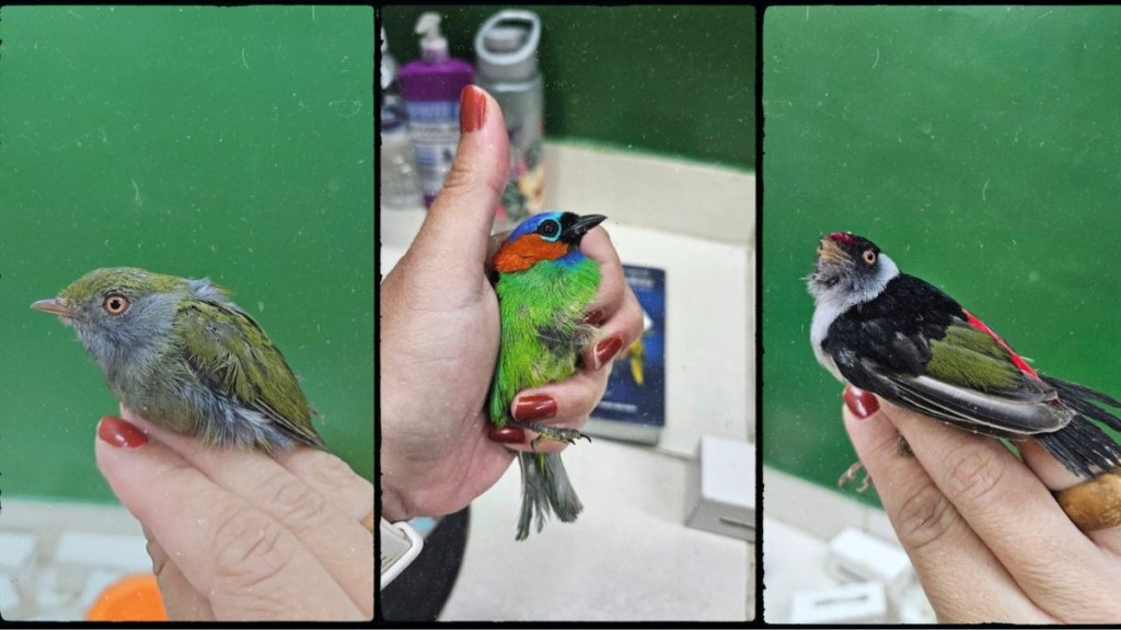 pássaros apreendidos pela PF pássaros apreendidos pela PF