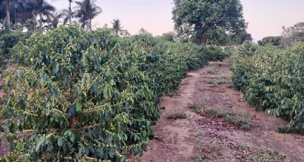 Plantação de café em Nova Alta Paulista Plantação de café em Nova Alta Paulista