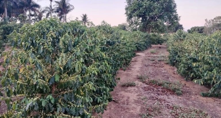 Plantação de café em Nova Alta Paulista