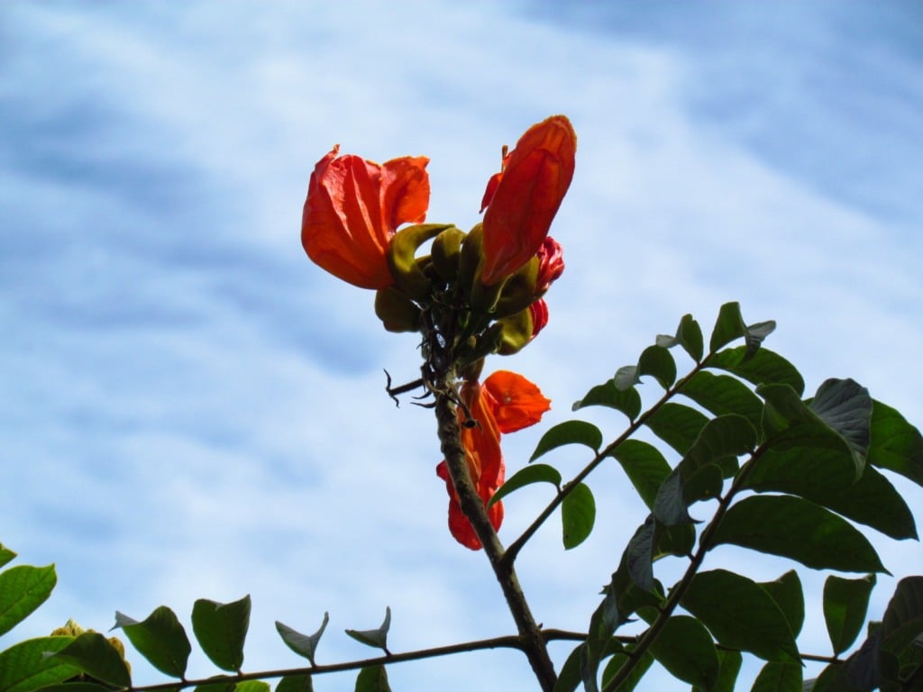 Spathodea campanulata, árvore tóxica Spathodea campanulata, árvore tóxica