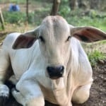 Bezerro nasce com ajuda de proteína de peixe e marca avanço na fertilização in vitro bovina no Brasil