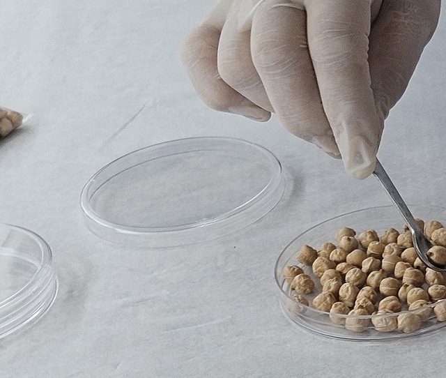 Grão-de-bico da Embrapa