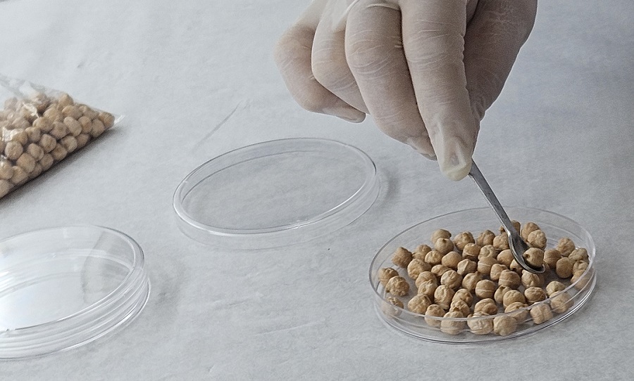 Grão-de-bico da Embrapa Grão-de-bico da Embrapa